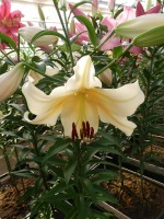 [3164 Santini World B No202.JPG]